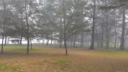 Deretan pohon pinus di Tanjung Keluang